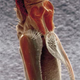 Illustration for article titled Why did the seed beetles penis evolve to look like this?